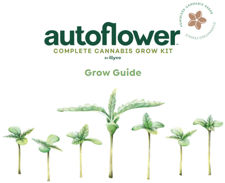 Grow Guide Autoflower